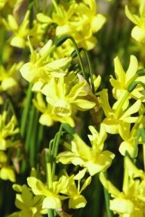Narcis Hawera